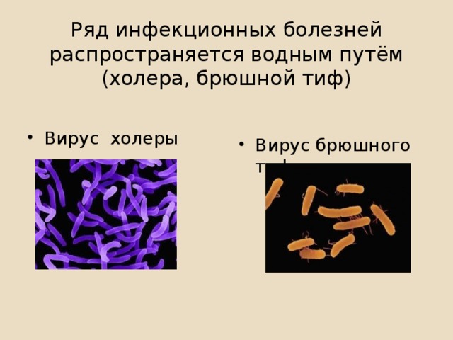 Ряд инфекционных болезней распространяется водным путём (холера, брюшной тиф)