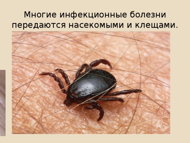 Многие инфекционные болезни передаются насекомыми и клещами.
