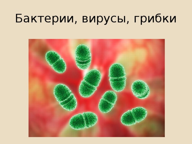 Бактерии, вирусы, грибки