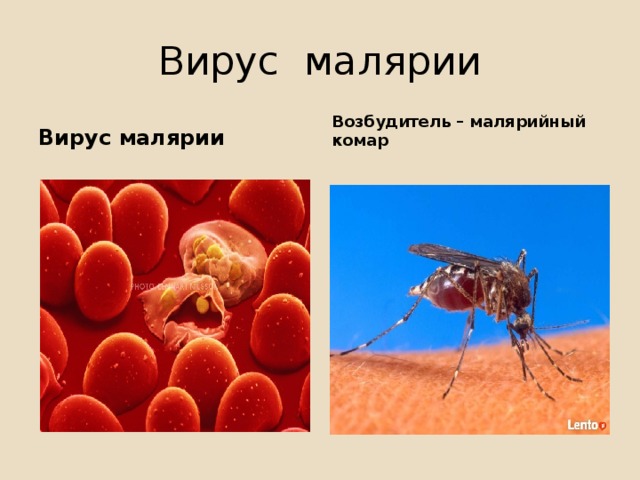 Вирус малярии Вирус малярии Возбудитель – малярийный комар