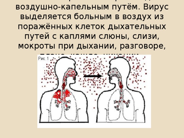 Обычно заражение происходит воздушно-капельным путём. Вирус выделяется больным в воздух из поражённых клеток дыхательных путей с каплями слюны, слизи, мокроты при дыхании, разговоре, плаче, кашле, чихании.