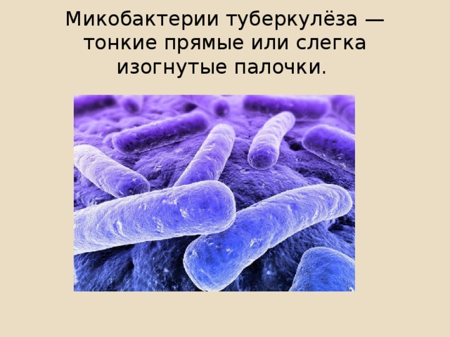 Микобактерии туберкулёза — тонкие прямые или слегка изогнутые палочки.