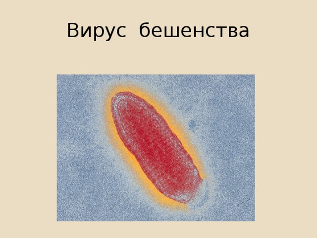 Вирус бешенства