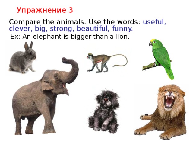 Упражнение 3  Compare the animals. Use the words: useful, clever, big, strong, beautiful, funny.  Ex: An elephant is bigger than a lion.