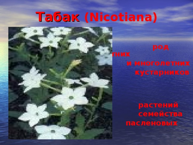 Табак (Nicotiana)   род однолетних  и многолетних  кустарников и  травянистых  растений  семейства  пасленовых