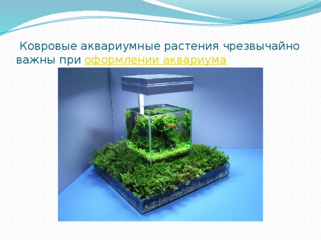 Ковровые аквариумные растения чрезвычайно важны при  оформлении аквариума