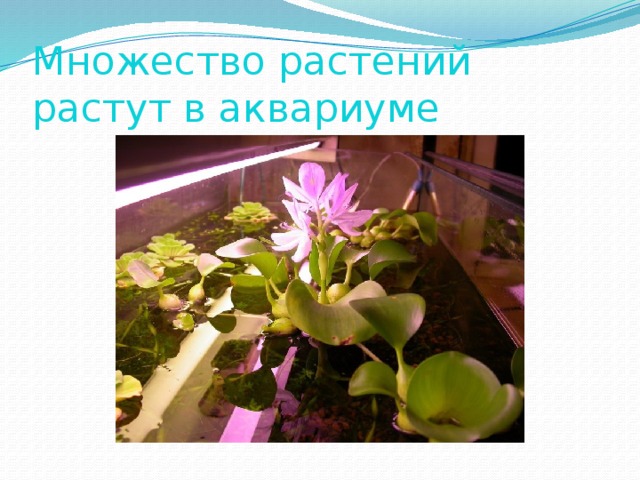 Множество растений растут в аквариуме