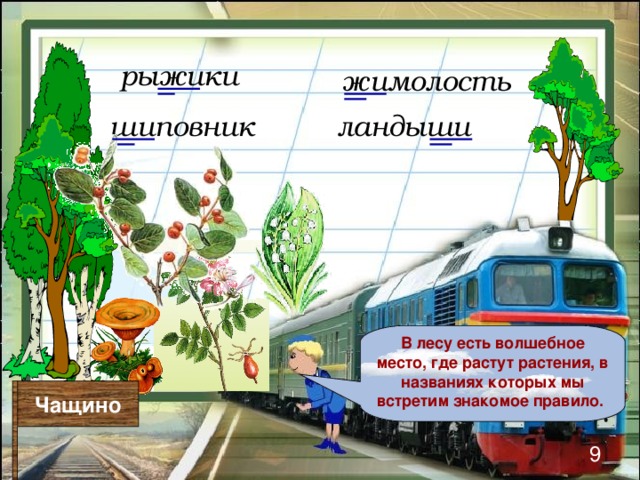 рыжики жимолость шиповник ландыши В лесу есть волшебное место, где растут растения, в названиях которых мы встретим знакомое правило.  Чащино