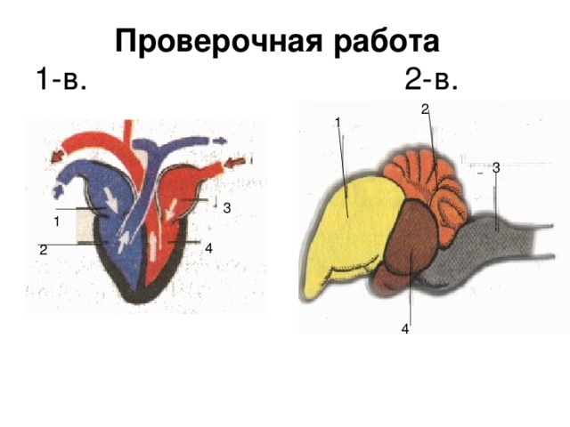 4  Проверочная работа   1-в. 2-в. 2 1 3 3 1 4 2