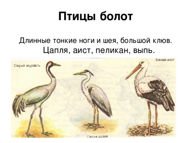 Птицы болот Длинные тонкие ноги и шея, большой  клюв. Цапля, аист, пеликан, выпь.