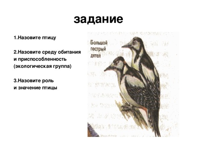 задание 1.Назовите птицу  2.Назовите среду обитания и приспособленность (экологическая группа)  3.Назовите роль и значение птицы