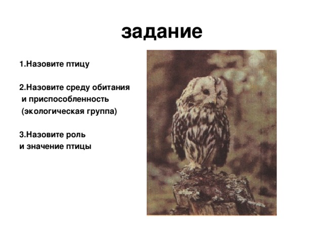 задание 1.Назовите птицу  2.Назовите среду обитания  и приспособленность  (экологическая группа)  3.Назовите роль и значение птицы