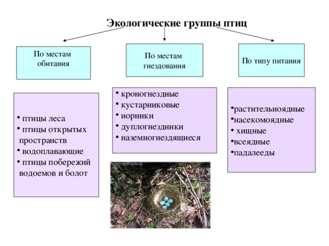 Экологические группы животных животные лесов и открытых территорий план конспект