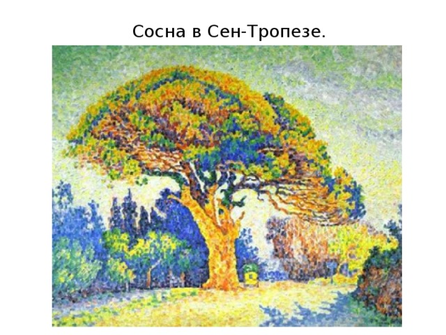 Сосна в Сен-Тропезе.