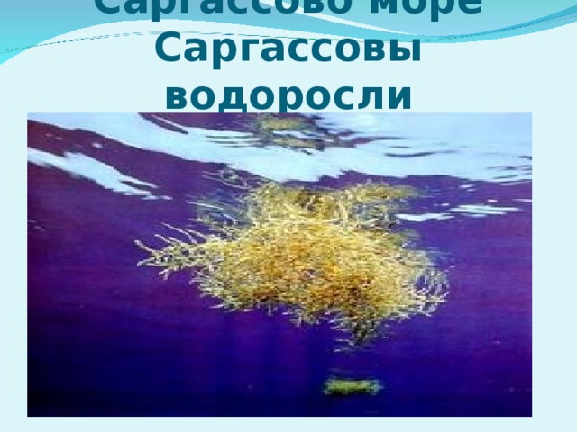 Саргассово море  Саргассовы водоросли