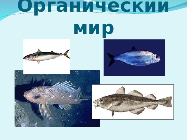 Органический мир