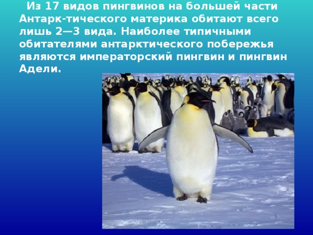 Из 17 видов пингвинов на большей части Антарк-тического материка обитают всего лишь 2—3 вида. Наиболее типичными обитателями антарктического побережья являются императорский пингвин и пингвин Адели.