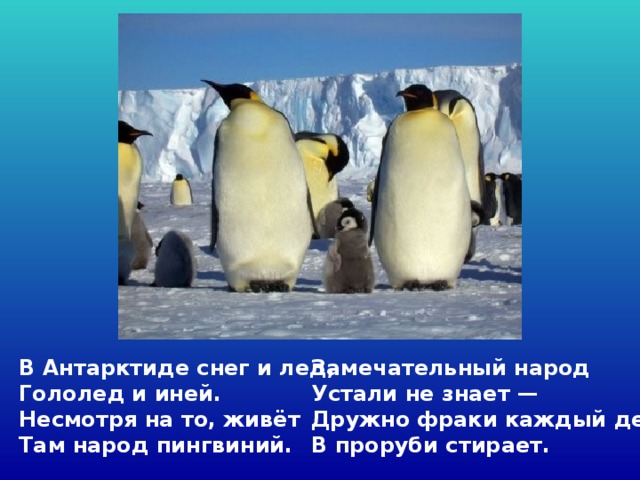 В Антарктиде снег и лед,  Гололед и иней.  Несмотря на то, живёт  Там народ пингвиний.  Замечательный народ  Устали не знает —  Дружно фраки каждый день  В проруби стирает.