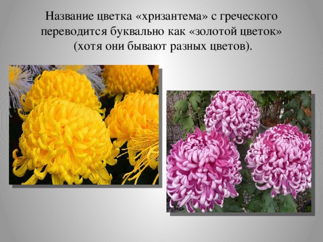 Название цветка «хризантема» с греческого переводится буквально как «золотой цветок»  (хотя они бывают разных цветов).