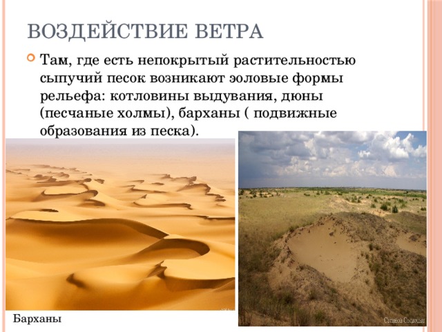 Воздействие ветра Там, где есть непокрытый растительностью сыпучий песок возникают эоловые формы рельефа: котловины выдувания, дюны (песчаные холмы), барханы ( подвижные образования из песка). Барханы