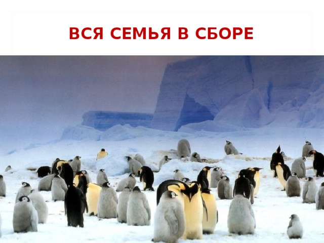 ВСЯ СЕМЬЯ В СБОРЕ