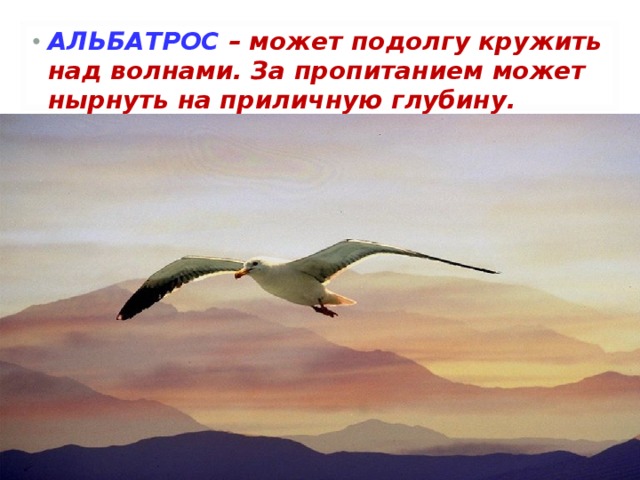 АЛЬБАТРОС  – может подолгу кружить над волнами. За пропитанием может нырнуть на приличную глубину.