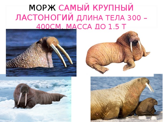 МОРЖ  САМЫЙ КРУПНЫЙ ЛАСТОНОГИЙ ДЛИНА ТЕЛА 300 – 400СМ, МАССА ДО 1.5 Т