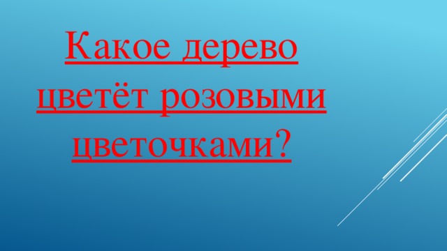 Какое дерево цветёт розовыми цветочками?