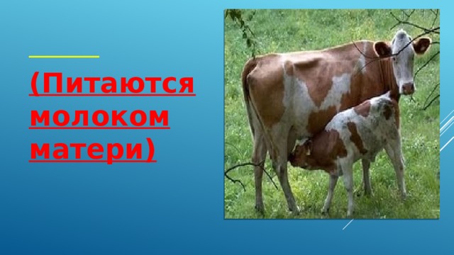 (Питаются молоком матери)