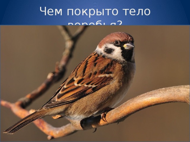 Чем покрыто тело воробья?