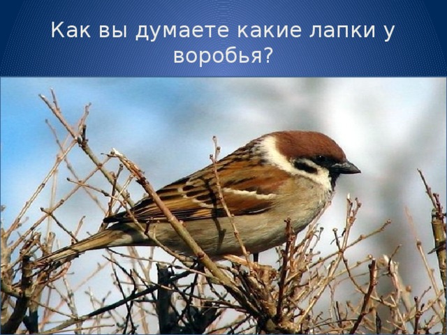 Как вы думаете какие лапки у воробья?