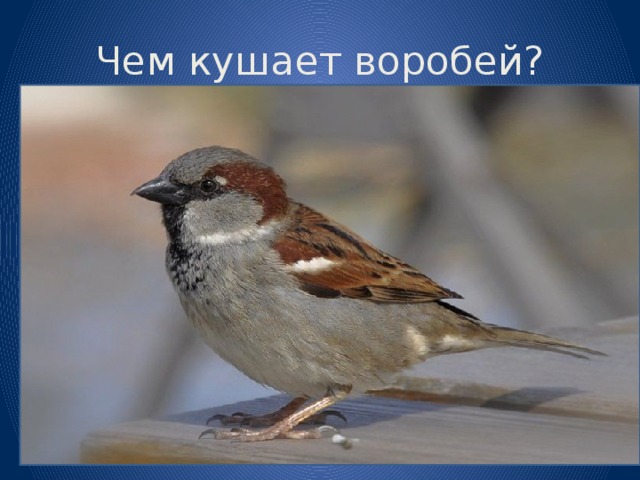 Чем кушает воробей?