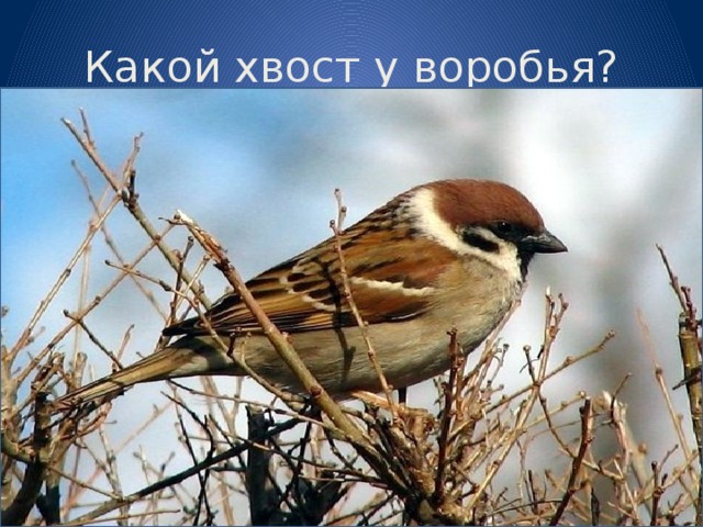 Какой хвост у воробья?