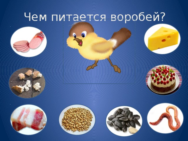 Чем питается воробей?
