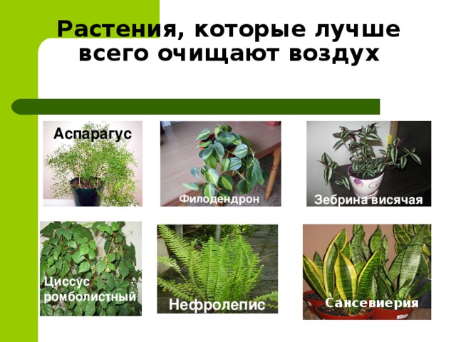 Растения, которые лучше всего очищают воздух Аспарагус Зебрина висячая Филодендрон Циссус ромболистный Нефролепис Сансевиерия