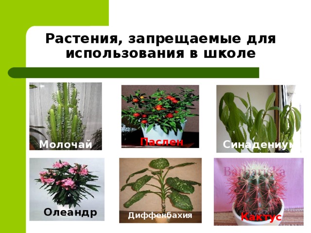Растения, запрещаемые для использования в школе Паслен Молочай Синадениум Олеандр Диффенбахия Кактус