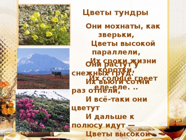 Цветы тундры    Они мохнаты, как зверьки, Цветы высокой параллели, Их сроки жизни коротки, Их солнце греет еле-еле. ..     Они растут у снежных груд. Их вьюги сотни раз отпели, И всё-таки они цветут И дальше к полюсу идут — Цветы высокой параллели.