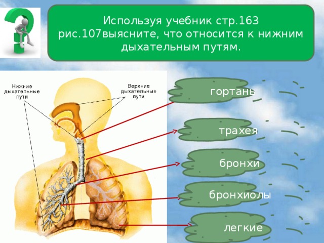 Используя учебник стр.163 рис.107выясните, что относится к нижним дыхательным путям. гортань трахея бронхи бронхиолы легкие