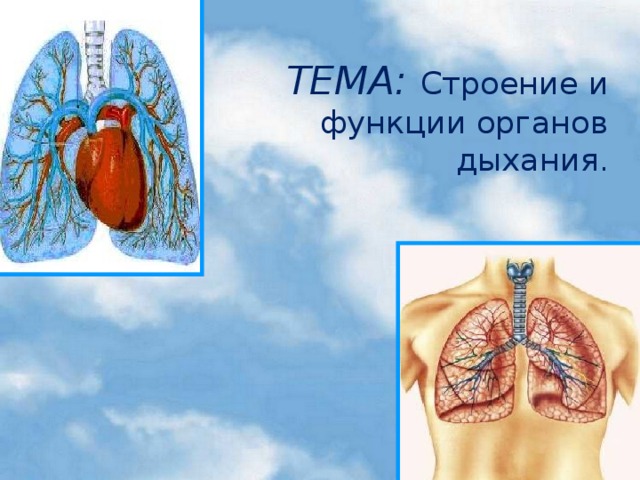 ТЕМА: Строение и функции органов дыхания.
