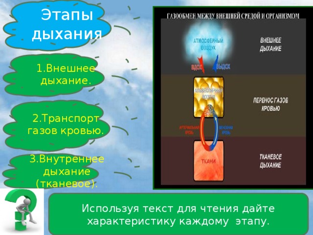 Этапы дыхания 1.Внешнее дыхание. 2.Транспорт газов кровью. 3.Внутреннее дыхание (тканевое). Используя текст для чтения дайте характеристику каждому этапу.