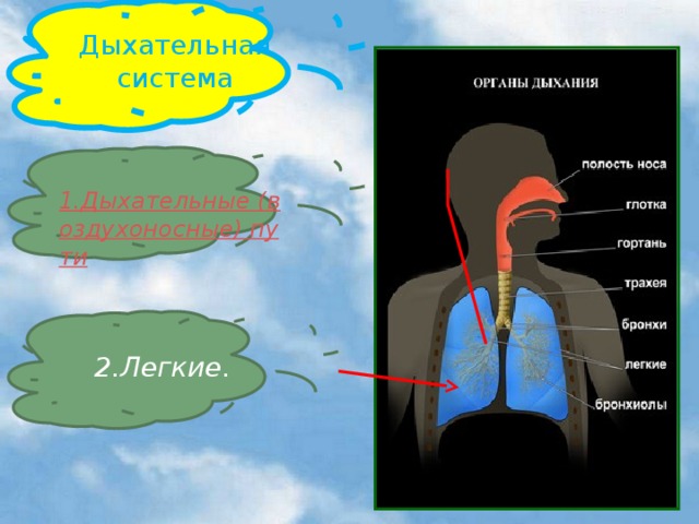 Дыхательная система 2.Легкие.