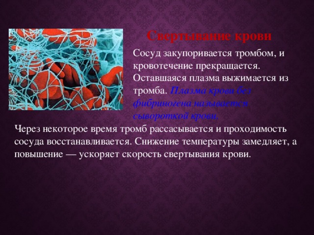 Свертывание крови Сосуд закупоривается тромбом, и кровотечение прекращается. Оставшаяся плазма выжимается из тромба. Плазма крови без фибриногена называется сывороткой крови. Через некоторое время тромб рассасывается и проходимость сосуда восстанавливается. Снижение температуры замедляет, а повышение — ускоряет скорость свертывания крови.