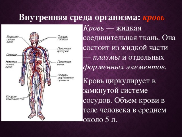 Внутренняя среда организма: кровь Кровь — жидкая соединительная ткань. Она состоит из жидкой части — плазмы и отдельных форменных элементов. Кровь циркулирует в замкнутой системе сосудов. Объем крови в теле человека в среднем около 5 л.