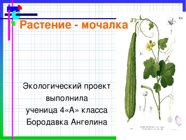 Растение - мочалка Экологический проект выполнила ученица 4«А» класса Бородавка Ангелина