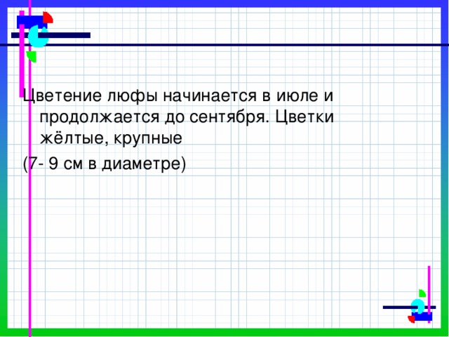 Цветение люфы начинается в июле и продолжается до сентября. Цветки жёлтые, крупные (7- 9 см в диаметре)