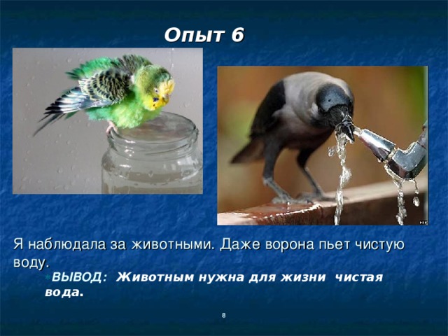 Опыт 6 Я наблюдала за животными. Даже ворона пьет чистую воду. ВЫВОД:  Животным нужна для жизни чистая вода.