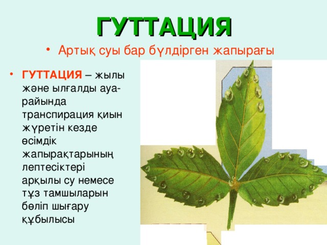 ГУТТАЦИЯ