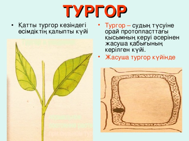 ТУРГОР