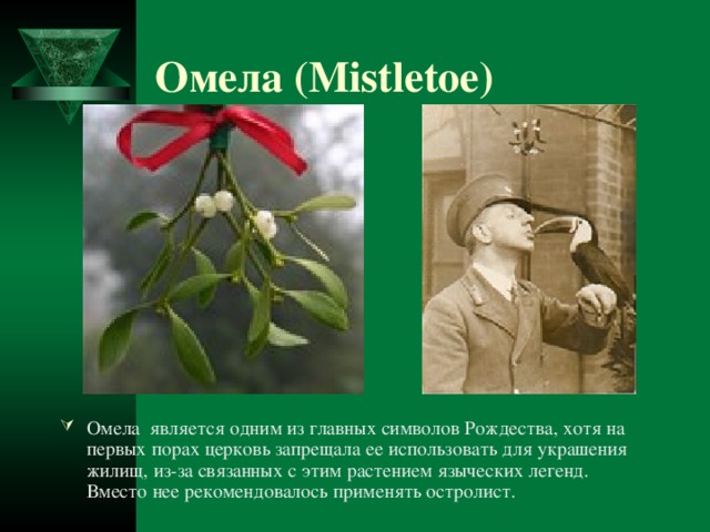Омела (Mistletoe)