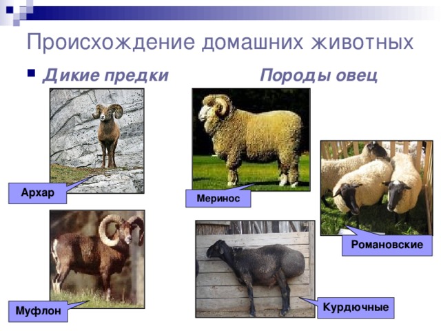 Происхождение домашних животных Дикие предки Породы овец Архар Меринос Романовские Курдючные Муфлон